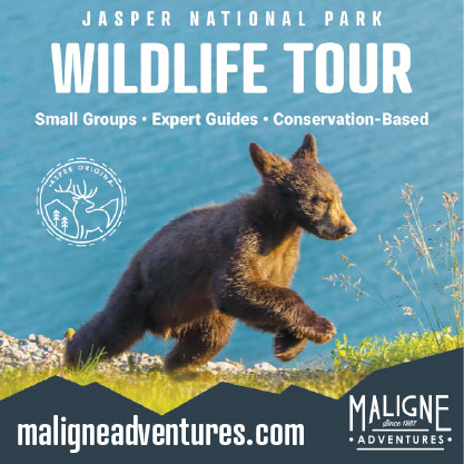 Maligne – Wildlife